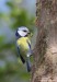 sýkora modřinka (Ptáci), Parus caeruleus (Aves)